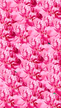 pink flowers on a blue background